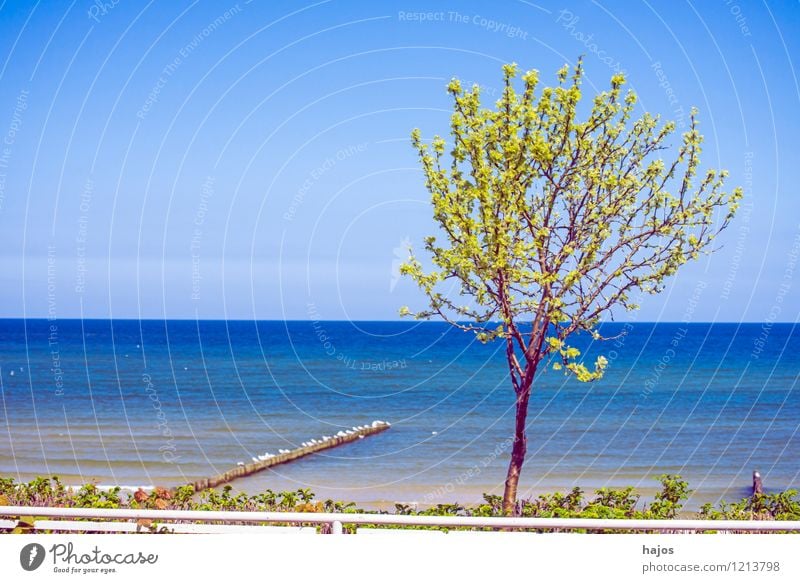 Baum an der Ostsee Ferien & Urlaub & Reisen Ferne Sommer Sommerurlaub Strand Meer Umwelt Natur Landschaft Wetter Küste See blau grün Idylle Umweltschutz