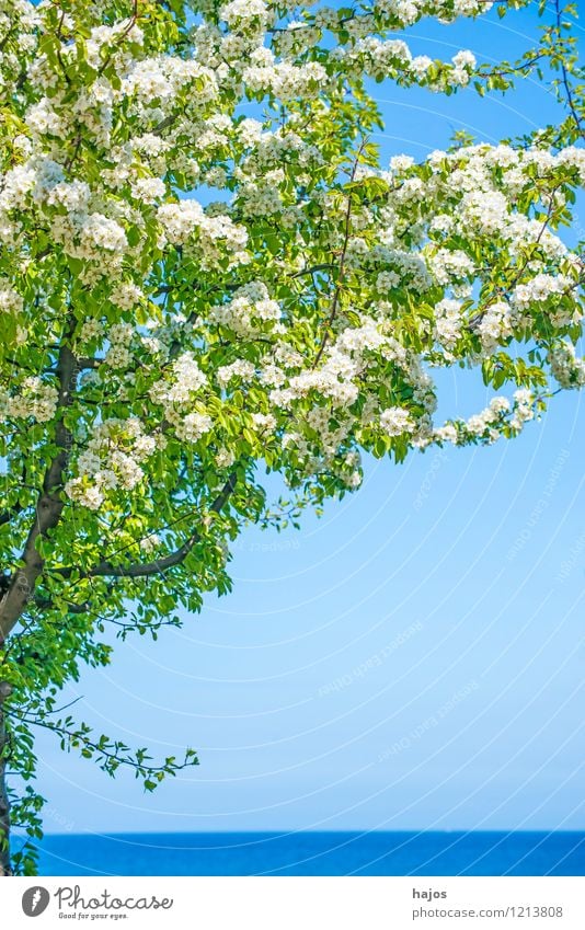 Baum an der Ostsee schön Ferien & Urlaub & Reisen Ferne Sommer Sommerurlaub Strand Meer Umwelt Natur Landschaft Wetter Küste See blau grün Idylle Umweltschutz