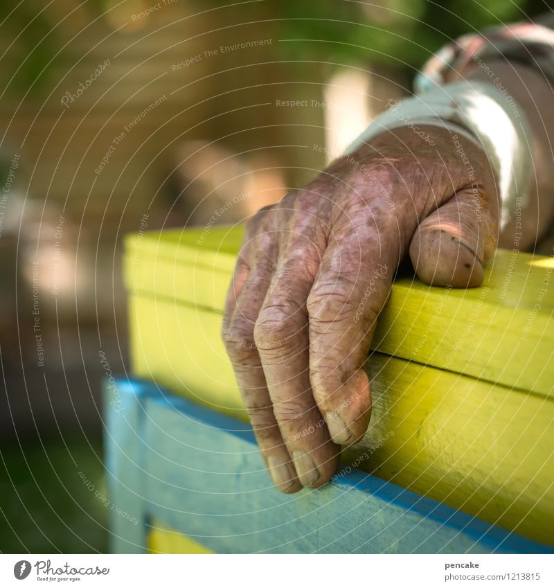 spreedorado | beim bienenkönig Hand alt authentisch bescheiden Verband Falte Narbe Imker Spreewald Zufriedenheit ruhig Biene Bienenstock Senior Farbfoto