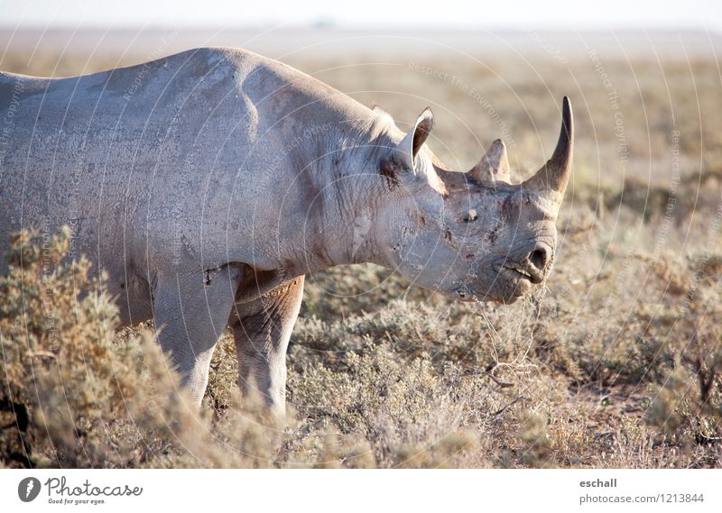 Give me a smile... Abenteuer Ferne Safari Namibia Afrika Natur Tier Wildtier Tiergesicht 1 Fressen Lächeln dehydrieren natürlich Neugier stark trocken Wärme