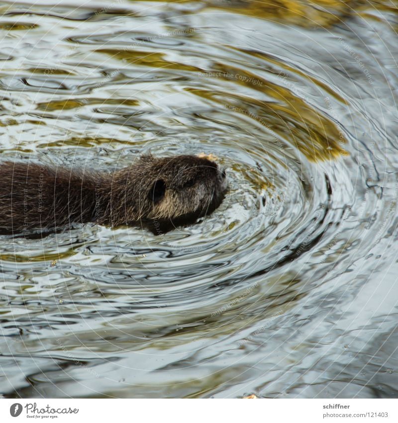 Rettungsschwimmer Schwimmen & Baden Tier Wasser Fell Wildtier nass niedlich Biberratte Bisamratte Nagetiere Säugetier Stubsnase Wasseroberfläche