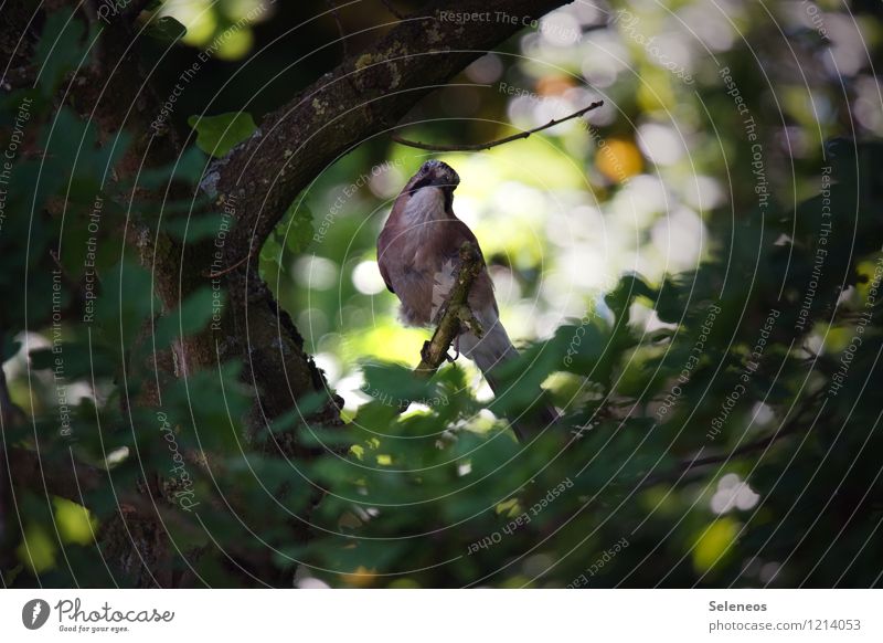 Eichelhäher Umwelt Natur Pflanze Blatt Garten Park Wald Tier Wildtier Vogel 1 beobachten Farbfoto Außenaufnahme Tierporträt