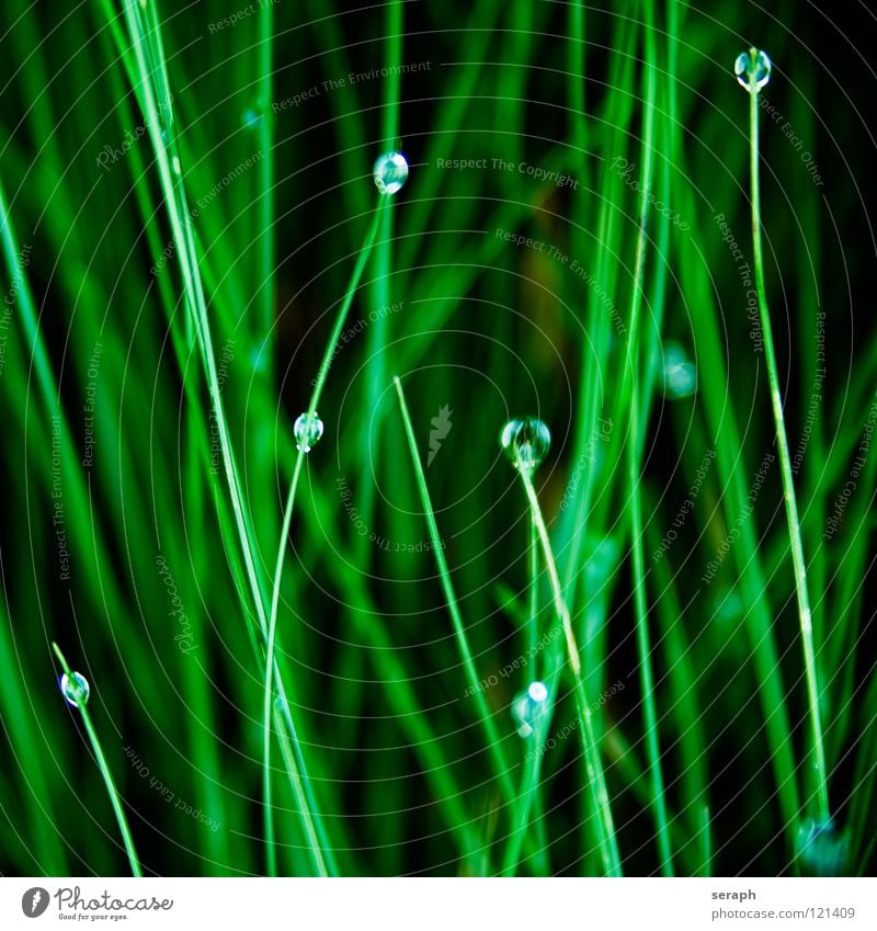 Tautropfen Wassertropfen Reflexion & Spiegelung Gras Halm Perlenkette Flüssigkeit liquide Regen Regenwasser dunkel nass Strukturen & Formen Tropfen abstrakt