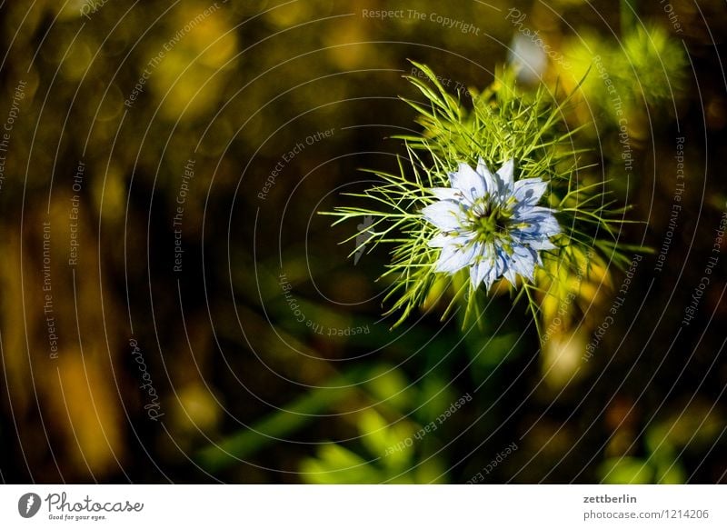 Jungfer im Grünen Garten Hahnenfußgewächse Garten-Schwarzkümmel Ranunkel Schrebergarten Natur Blume Pflanze Blüte Blühend Sommer Blatt Textfreiraum dunkel