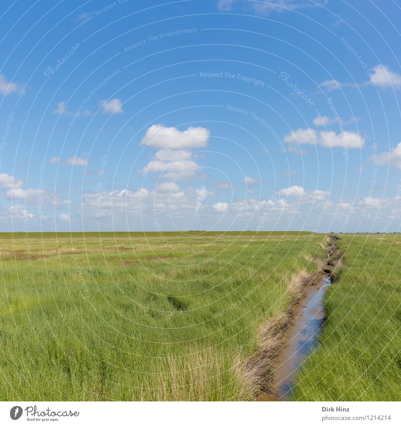 Westerhever / Nordseeküste Umwelt Natur Landschaft Pflanze Wasser Wolken Horizont Frühling Sommer Klima Schönes Wetter Küste Moor Sumpf Menschenleer blau grün