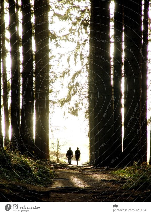 hänsel und gretel 2 gehen Spaziergang Sonntag Zusammensein sprechen Rede Wald Fußweg Baum Baumstamm Unterholz Zecke Tanne Fichte Waldrand Licht Waldlichtung