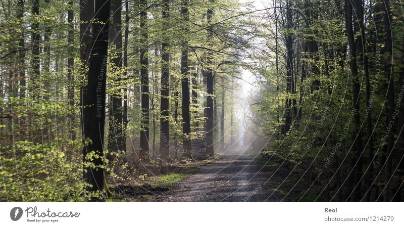 Waldweg wandern Spazierweg Natur Landschaft Frühling Sommer Schönes Wetter Pflanze Baum Wildpflanze Buche Buchenwald grün Frühlingsgefühle Heimweh Forstweg