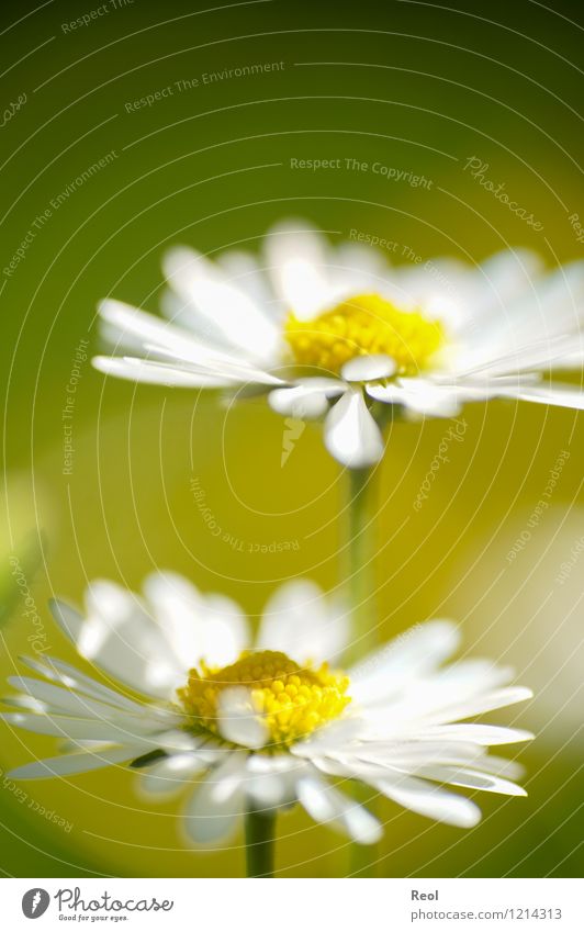 Sommerwiese Natur Pflanze Erde Frühling Schönes Wetter Blume Grünpflanze Rasen Gänseblümchen Garten Wiese Blumenwiese Wachstum gelb weiß Lebensfreude