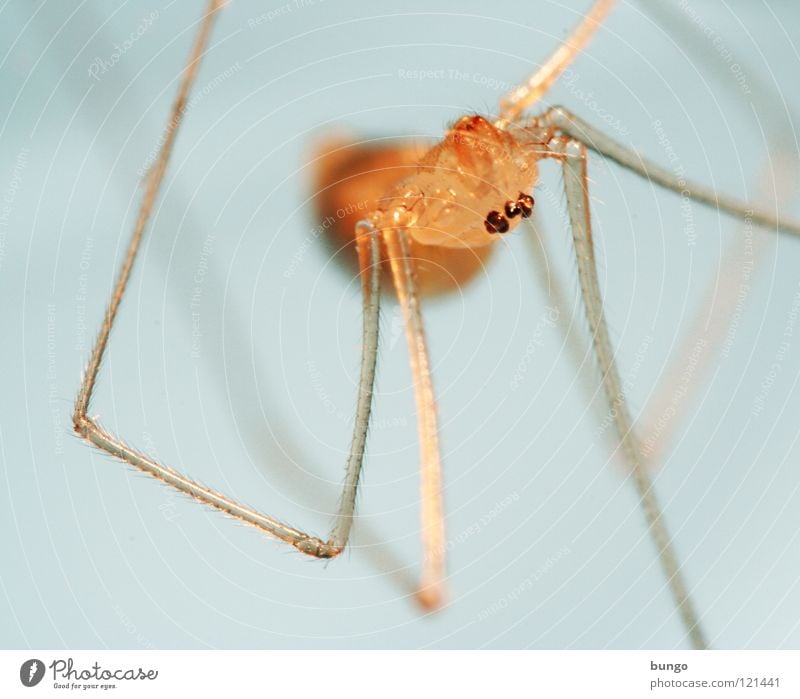 Guten Morgen, Tante Beagle Spinne Ekel klein Makroaufnahme Kieferklaue Mandibel Fresswerkzeug Gliederfüßer Angst Panik arthropoden spider fear disgust small