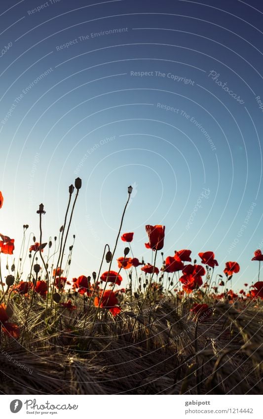 Mohn muss man haben Umwelt Natur Landschaft Pflanze Erde Himmel Wolkenloser Himmel Sommer Schönes Wetter Blume Klatschmohn Kornfeld Wiese Feld Blühend Duft