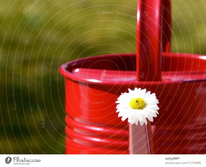 und immer fleißig gießen...! Blume Gänseblümchen Garten Gießkanne Blühend verblüht Freundlichkeit Fröhlichkeit frisch rot Freude Frühlingsgefühle Sommer