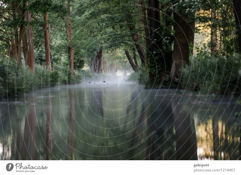 Spreewald | Spreedorado Umwelt Natur Landschaft Pflanze Tier Urelemente Wasser Sommer Baum Flußauen Flussufer Flußwasser fließen Verkehrswege Kahn braun grün