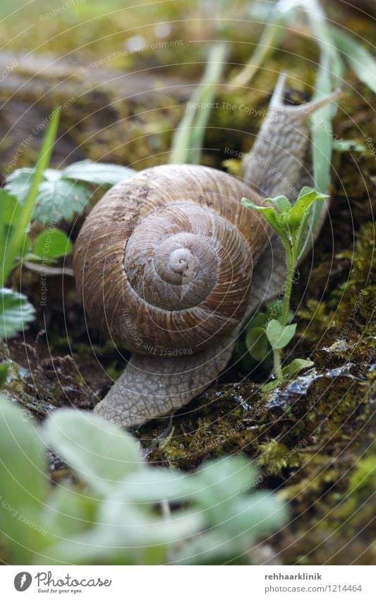 Schnecke schafft den Aufstieg Pflanze Tier Erde Wildtier Fährte 1 Bewegung krabbeln natürlich schleimig weich braun grau grün Willensstärke Neugier