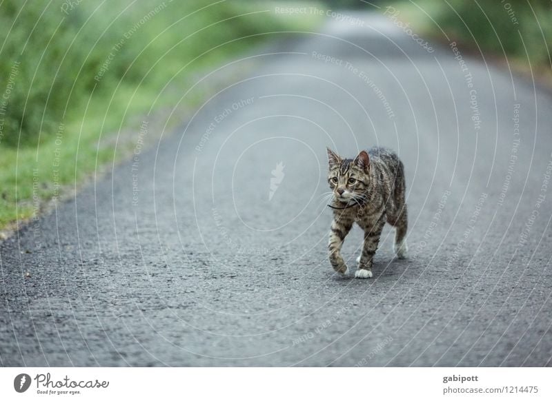 Streuner | Spreedorado elegant Ferien & Urlaub & Reisen Abenteuer Ferne Freiheit Natur Landschaft Sommer Tier Katze 1 Lebensfreude Wege & Pfade Straße Asphalt