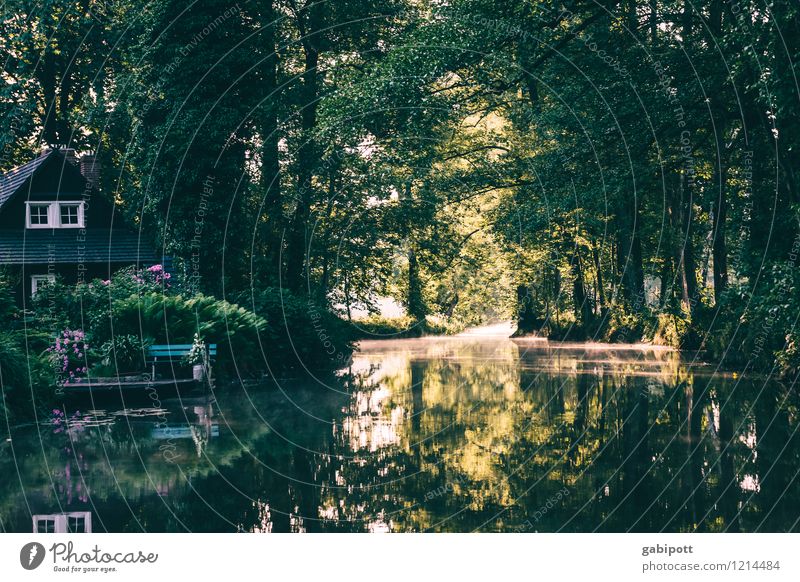 Auenland | Spreedorado Umwelt Natur Landschaft Wasser Sommer Schönes Wetter Baum Wald Flussufer Bach Spreewald Brandenburg Europa saftig grün Leben