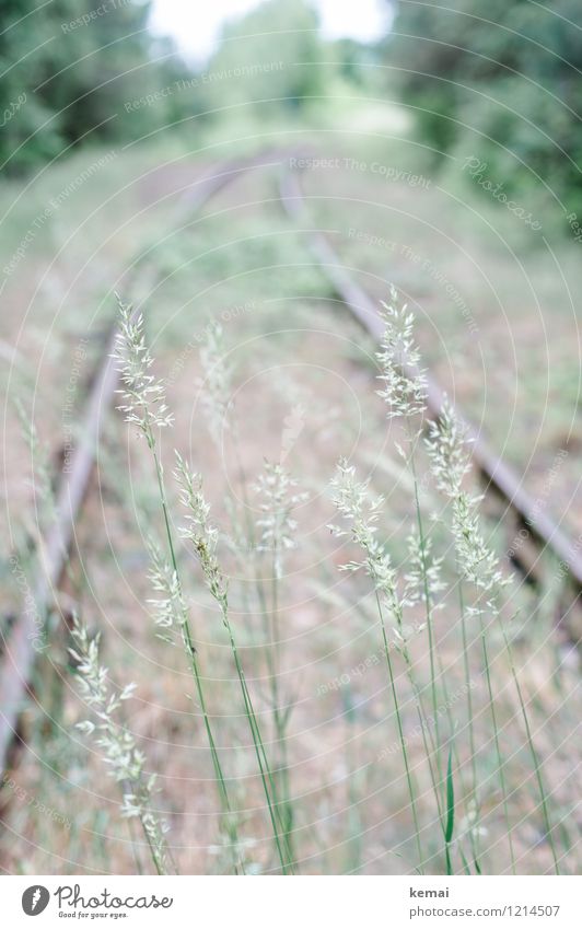 Historisch - Abstellgleis Umwelt Natur Landschaft Pflanze Gras Gräserblüte Verkehr Verkehrswege Öffentlicher Personennahverkehr Schienenverkehr Gleise Blühend