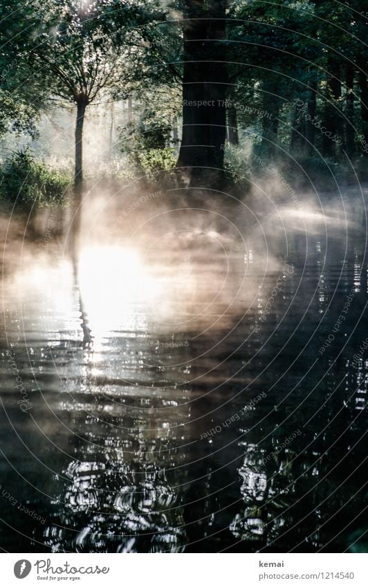 Spreedorado | Morgennebel Ferien & Urlaub & Reisen Tourismus Ausflug Abenteuer Spreewald Bootstour Kahnfahrt Umwelt Natur Landschaft Pflanze Sonne Sonnenlicht