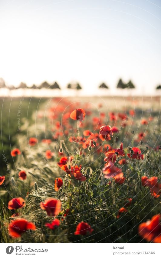 Spreedorado | Mohn und Hütchen Umwelt Natur Landschaft Pflanze Wolkenloser Himmel Sonne Sonnenaufgang Sonnenuntergang Sonnenlicht Sommer Schönes Wetter Wärme