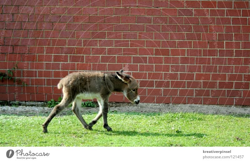 Esel Sommer Zoo Natur Tier Gras Wiese Mauer Wand gehen laufen Traurigkeit braun grau grün rot weiß Trauer Zaun Muli Rasen Schatten Tierjunges Menschenleer