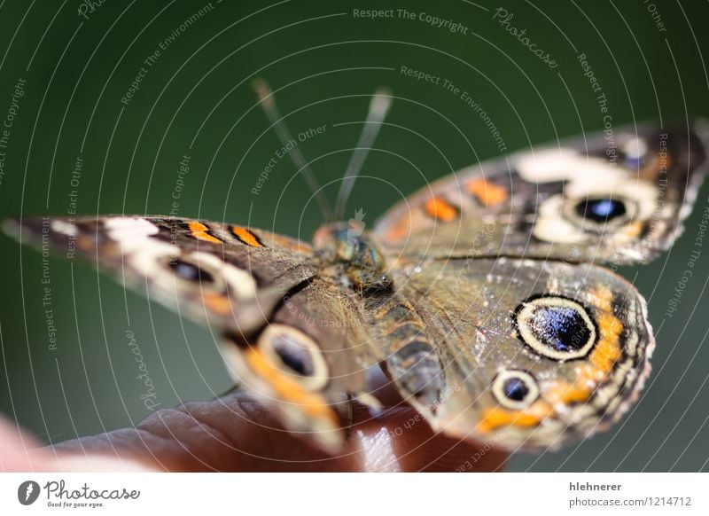 Gemeine Rosskastanie Junonia Coenia schön Sommer Umwelt Natur Tier Blume Schmetterling Flügel natürlich blau braun gelb grün schwarz weiß Farbe Symmetrie