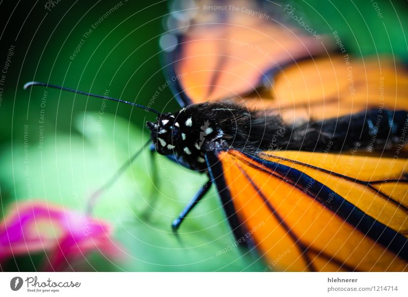 Monarch Danaus Plexippus schön ruhig Garten Natur Pflanze Tier Blume Antenne Schmetterling Flügel natürlich grün schwarz weiß Gelassenheit Farbe orange vertikal