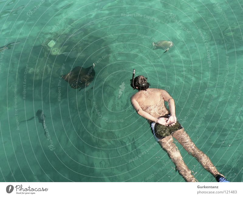 Am Rochen gerochen Adler Rochen Malaysia Meer Schnorcheln Tauchgerät tauchen Badehose Tier Taucher Schnorchler beobachten Wassersport ray eagle ray Borneo