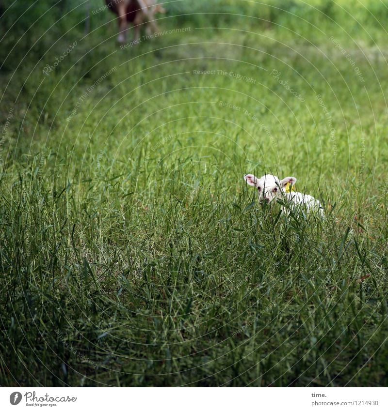 Spreedorado | Kinderstube Wiese Weide Tier Nutztier Tiergesicht Kalb 1 beobachten liegen Blick warten schön Wachsamkeit Gelassenheit geduldig ruhig