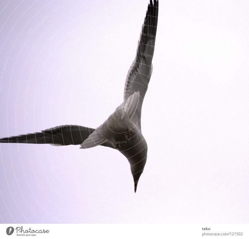 SEAGULL Neuseeland Appetit & Hunger laut Sturzflug Meer Strand Rauschen Wellen Brandung Vogel P.B. Lachmöwe Angeln großer fang blue cod trumpeter fische putzen