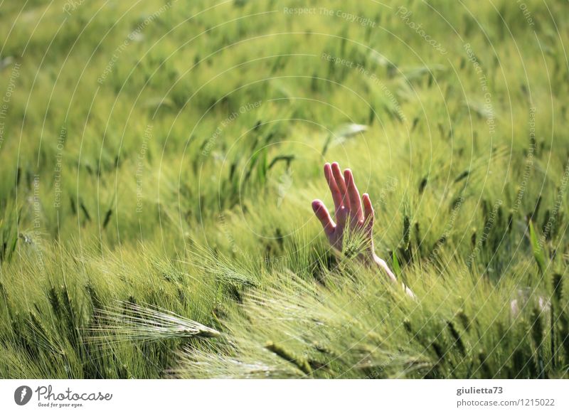 Help! Kind Hand 1 Mensch 8-13 Jahre Kindheit Natur Frühling Schönes Wetter Kornfeld Gerstenfeld Feld grün Wunde Hilfsbedürftig Erste Hilfe winken Hilfesuchend