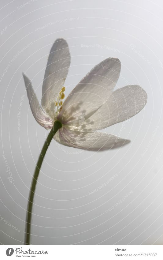 Buschwindröschen Natur Pflanze Frühling Schönes Wetter Blume Blüte Wildpflanze Sonnenlicht Frühlingsblume Neuanfang aufwachen hell Jahreszeiten ästhetisch gelb