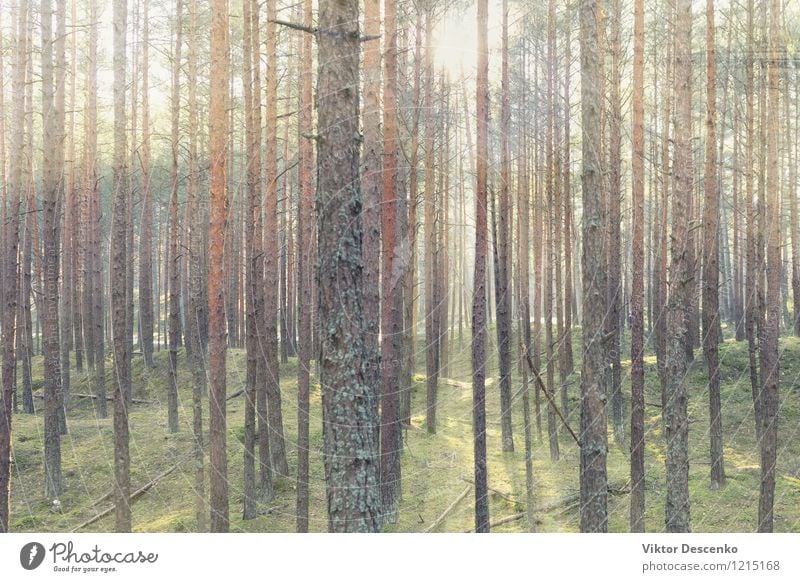 Die Frühlingssonne scheint durch eine Reihe von Kiefern schön Sonne Natur Landschaft Pflanze Baum Park Wald Wege & Pfade natürlich grün Licht Sonnenschein