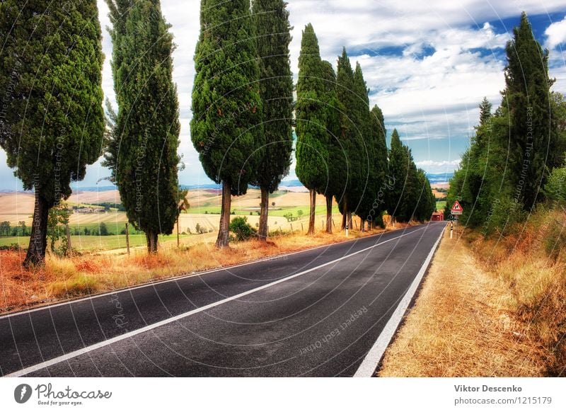 Eine typische Landschaft in der Toskana Umwelt Natur Pflanze Himmel Baum Gras Wiese gelb gold grün Italien Aussicht Bauernhof Feld Szene ländlich toskanisch