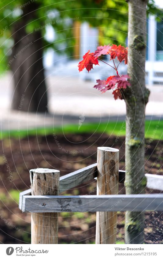 Rotahorn auf einem jungen Baum in der Stadt schön Sonne Garten Natur Pflanze Himmel Herbst Gras Blatt Park Wachstum natürlich blau gelb grün rot Farbe Ahorn