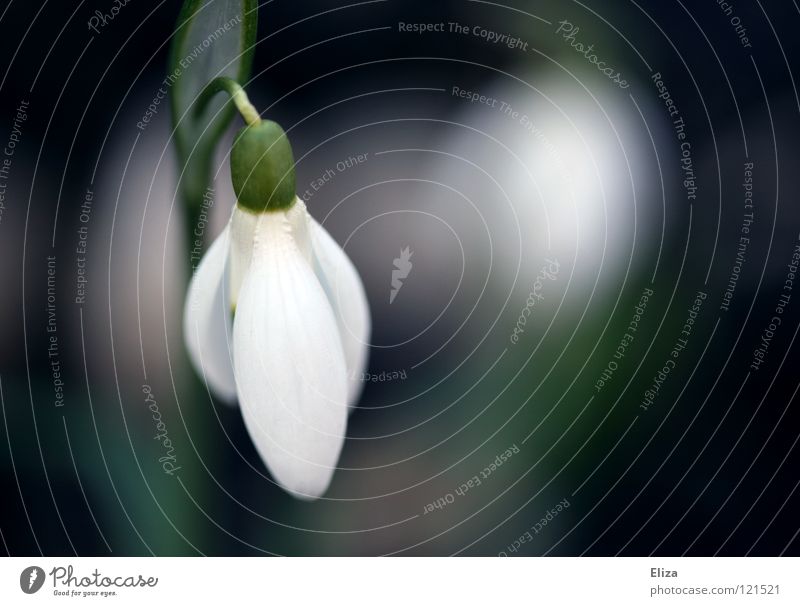 Hängendes Köpfchen Schneeglöckchen Frühling Blume kalt Februar März zart klein grün Stengel Blütenblatt weiß rein verwundbar violett Blühend Natur