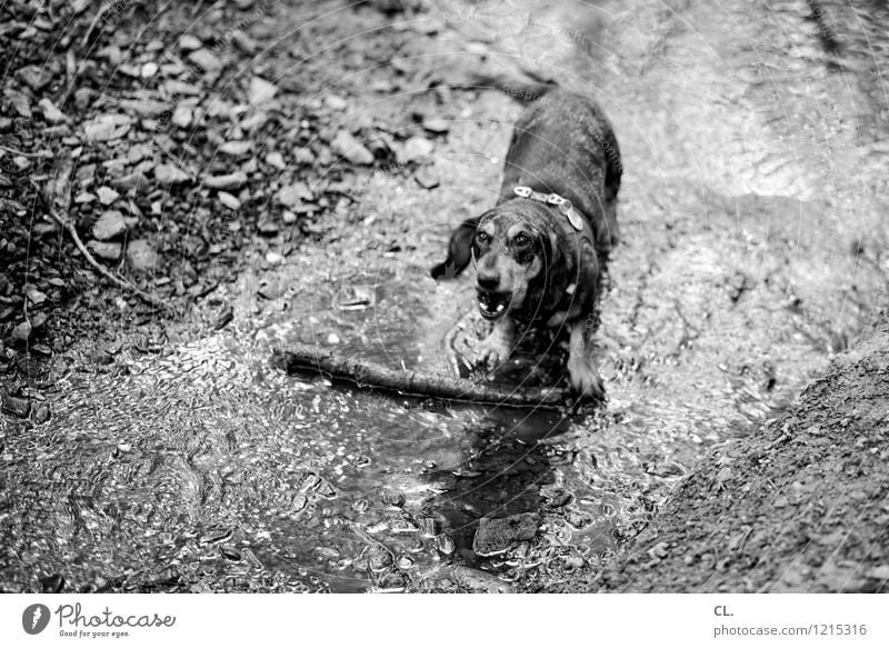 das nonplusultra Freizeit & Hobby Umwelt Natur Urelemente Erde Wasser Ast Stock Wald Tier Haustier Hund Dackel 1 Bewegung Spielen dreckig Freude Lebensfreude