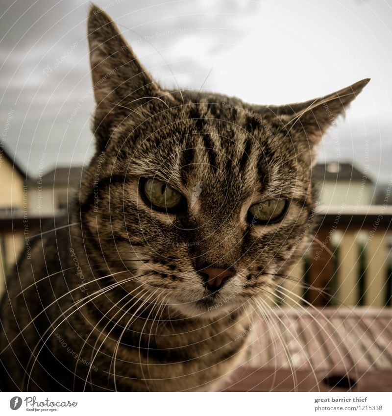 Katze spitzt die Ohren Tier Haustier Fell 1 beobachten Erholung Blick sitzen braun gelb gold Katzenkopf Katzenauge Balkon Farbfoto mehrfarbig Außenaufnahme