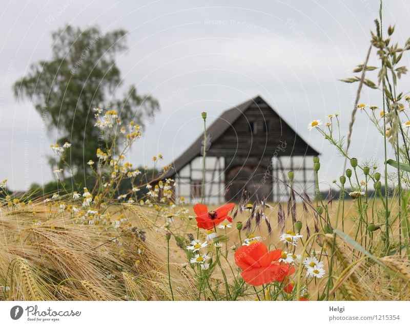 Sommer auf dem Land... Umwelt Natur Landschaft Pflanze Himmel Schönes Wetter Baum Blume Blüte Getreide Gerste Feld Dorf Menschenleer Gebäude Fachwerkhaus