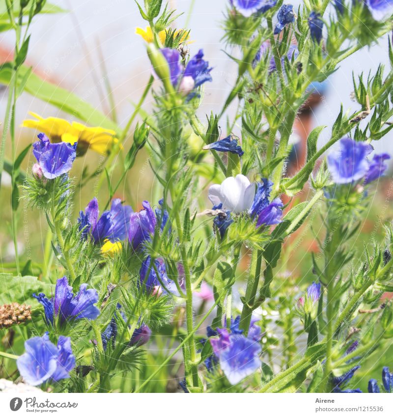 Floras Füllhorn I Pflanze Blume Wiesenblume Blühend Wachstum Freundlichkeit hell natürlich blau gelb grün überschüssig hellgrün zartes Grün Farbfoto