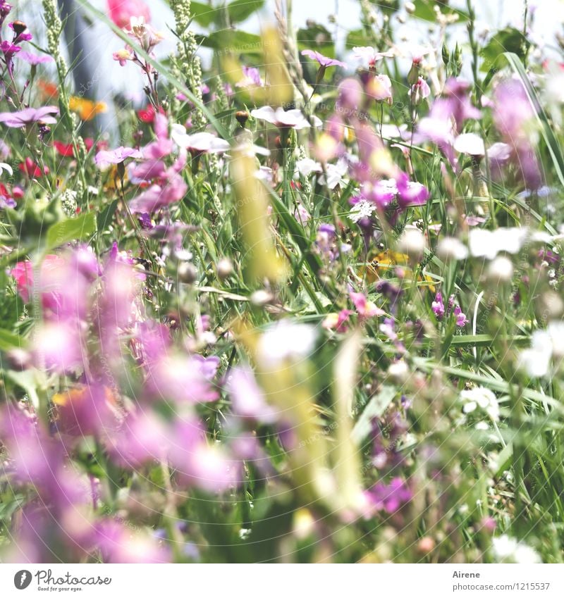 Floras Füllhorn II Pflanze Blume Wiesenblume Blumenwiese Blühend Wachstum Freundlichkeit hell grün rosa Natur überschüssig viele Farbfoto Außenaufnahme