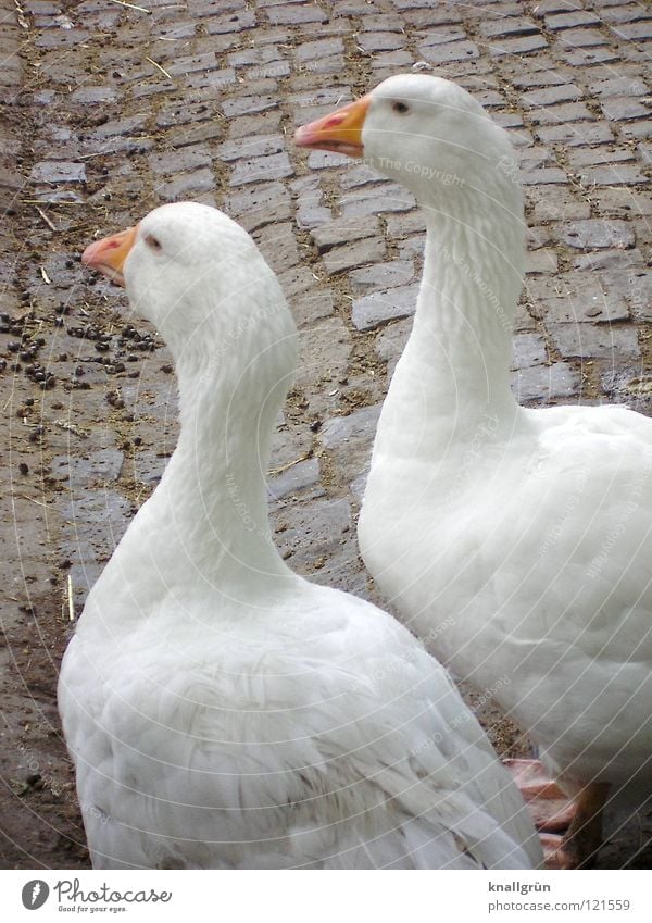 Together forever Gans 2 Hausgans weiß Feder Zoo Gehege Vogel Anserinae Wasservogel Goose orange