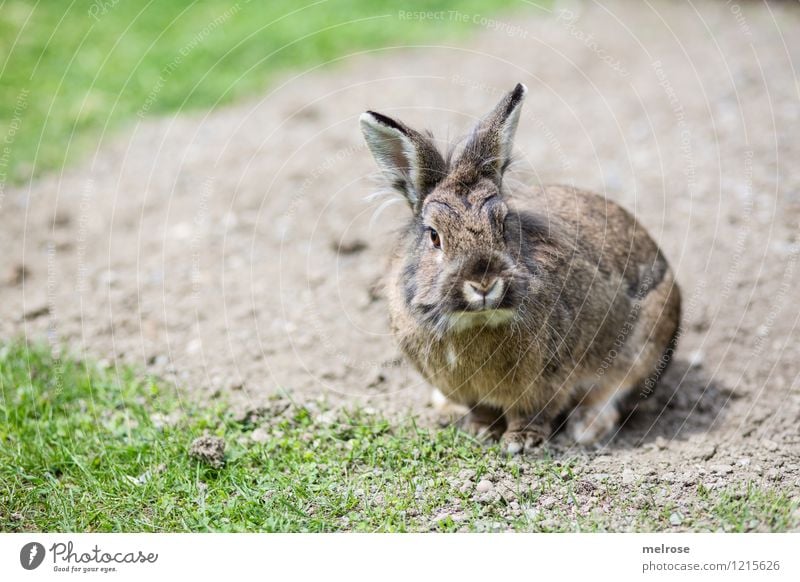 Mein Name ist HASI Natur Sommer Wiese Erde Haustier Tiergesicht Fell Pfote Hasenohren Hasenlöffel Löwenkopfhase Zwergkaninschen Säugetier Osterhase 1