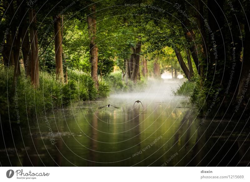 Spreedorado | Frühe Vögel - Spreewald Sunrise [3] Ferien & Urlaub & Reisen Tourismus Ausflug Sommer Sommerurlaub Umwelt Natur Landschaft Pflanze Tier Wasser