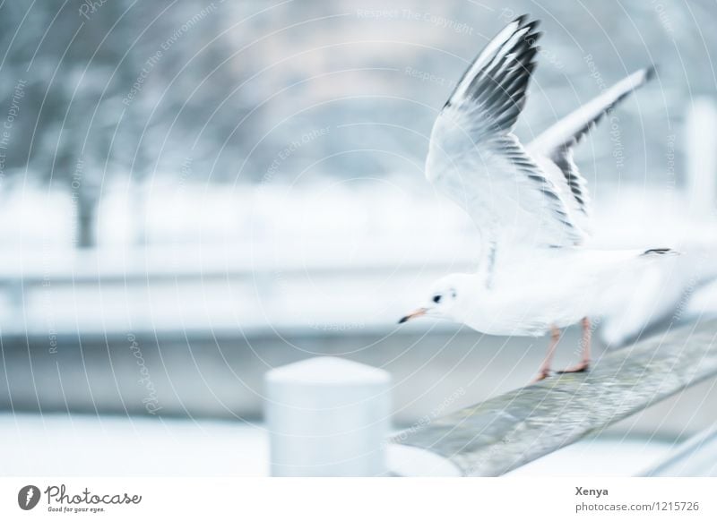 Im Abflug Brücke Möwe 1 Tier grau schwarz weiß Flügel Fliege Abheben Winter Winterstimmung Außenaufnahme Menschenleer Textfreiraum links Dämmerung