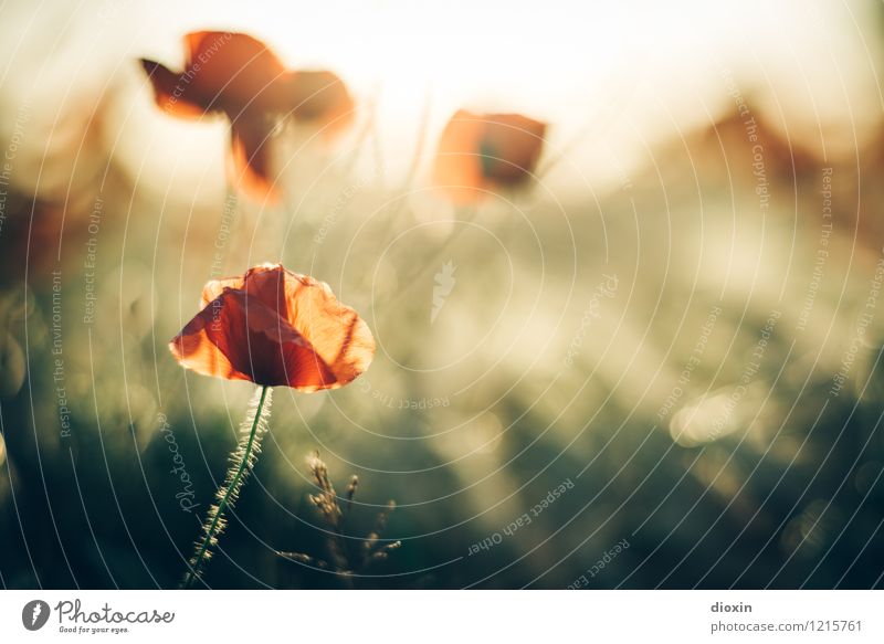 Spreedorado | Mohnlicht Umwelt Natur Pflanze Blume Blüte Wildpflanze Mohnblüte Mohnfeld Blühend Duft natürlich Wärme Farbfoto Außenaufnahme Menschenleer