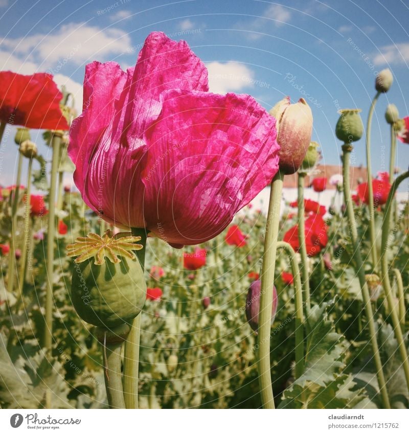 Poppy Umwelt Natur Pflanze Himmel Sonne Sommer Schönes Wetter Blume Blüte Mohn Mohnblüte Mohnfeld Mohnkapsel Mohnblatt Garten Feld Blühend schön rosa rot