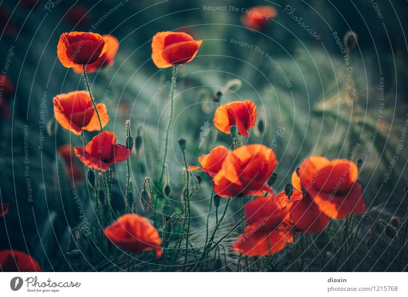 Spreedorado | mohn amour Umwelt Natur Pflanze Blume Blüte Nutzpflanze Wildpflanze Mohn Mohnblüte Mohnfeld Roggen Roggenfeld Roggenähren Feld Blühend Wachstum