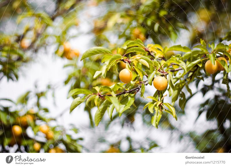 Gelbfrucht Sommer Baum Nutzpflanze gelb grün Mirabelle Frucht Obstbaum süß Blatt Farbfoto Außenaufnahme Menschenleer Schwache Tiefenschärfe