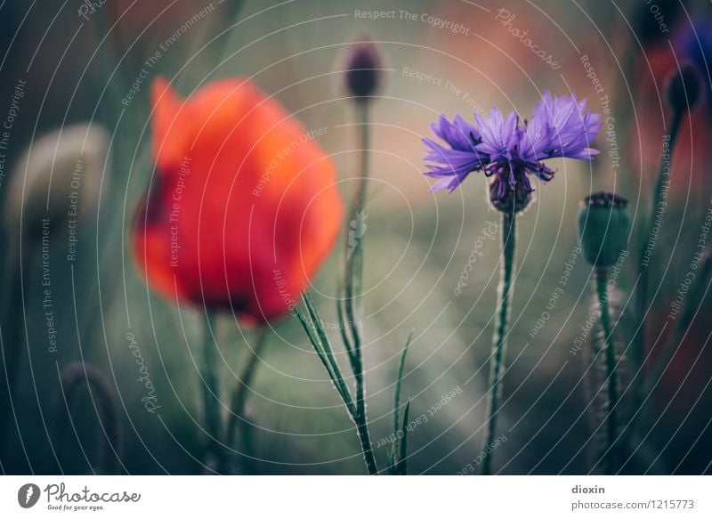 Spreedorado | tragende Nebenrolle Umwelt Natur Pflanze Blume Blüte Mohn Mohnblüte Kornblume Kornfeld Feld Blühend Duft Wachstum schön Farbfoto Außenaufnahme