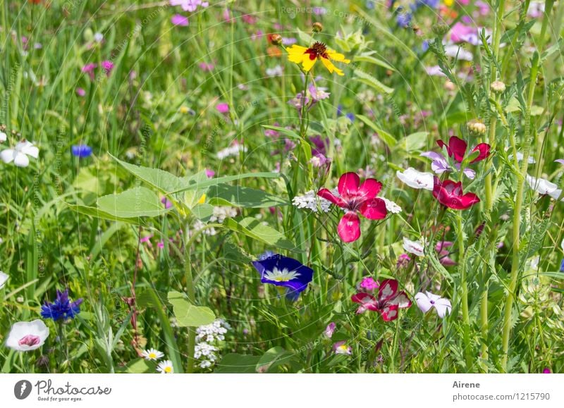 Flora schüttet weiter Pflanze Schönes Wetter Blume Wiesenblume Blumenwiese Blühend Wachstum Freundlichkeit hell mehrfarbig grün Duft Farbe Natur Farbfoto