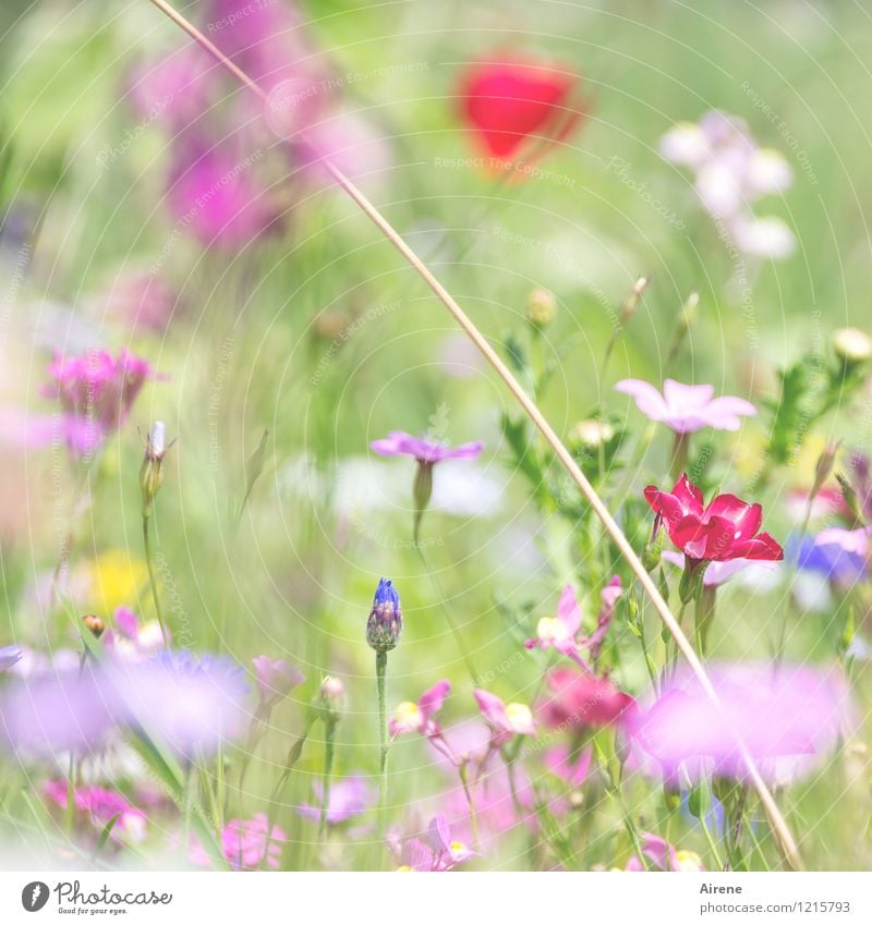 Der Blumensegen... Pflanze Wiesenblume Blumenwiese Blühend Wachstum Duft Freundlichkeit hell mehrfarbig grün rosa rot Natur zartes Grün hellgrün blassgrün